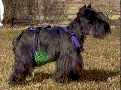 xx-small dog diaper (Sadie weighs 10 lbs)