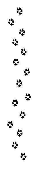 cat footprints for testimonials page