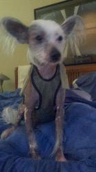 15 lb Chinese Crested wearing XS male dog diaper