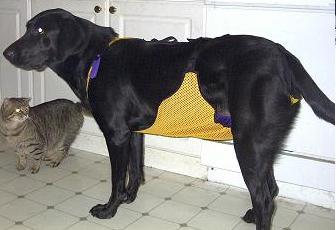 correct fitting of Tinkle Trousers dog diaper