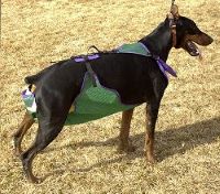 Doberman wearing Tinkle Trousers Dog Diaper